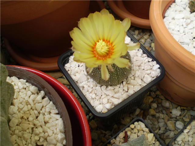 astrophytum